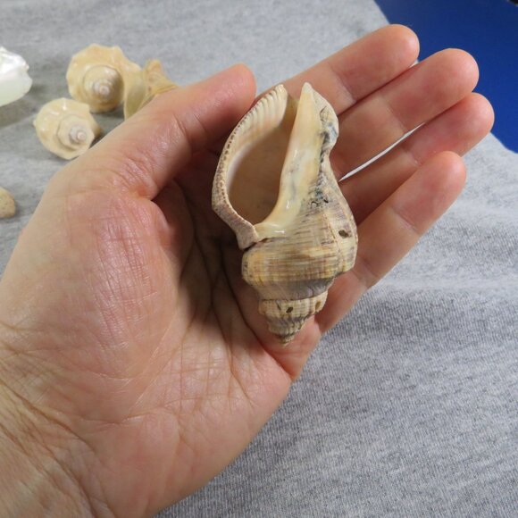 Hiatella arctica mother of pearl polished finish REAL with other shells - Picture 7 of 13